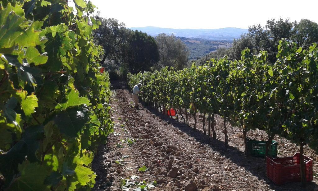 Agriturismo Belvedere Di Pierini E Brugi Campagnatico المظهر الخارجي الصورة